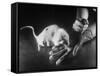 Rats Suffering from Radiation Sickness Being Experimented on for Research-null-Framed Stretched Canvas