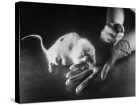 Rats Suffering from Radiation Sickness Being Experimented on for Research-null-Stretched Canvas