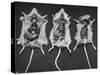 Rats That Were Suffering from Radiation Poison from an Experiment are Shown Here During an Autopsy-null-Stretched Canvas