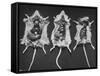 Rats That Were Suffering from Radiation Poison from an Experiment are Shown Here During an Autopsy-null-Framed Stretched Canvas