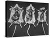 Rats That Were Suffering from Radiation Poison from an Experiment are Shown Here During an Autopsy-null-Stretched Canvas