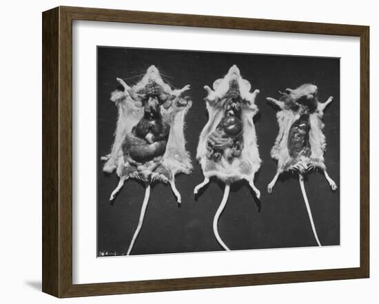 Rats That Were Suffering from Radiation Poison from an Experiment are Shown Here During an Autopsy-null-Framed Photographic Print