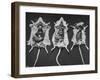 Rats That Were Suffering from Radiation Poison from an Experiment are Shown Here During an Autopsy-null-Framed Photographic Print