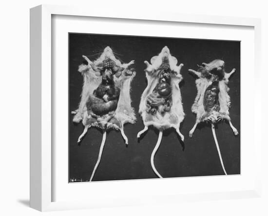 Rats That Were Suffering from Radiation Poison from an Experiment are Shown Here During an Autopsy-null-Framed Photographic Print