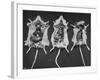 Rats That Were Suffering from Radiation Poison from an Experiment are Shown Here During an Autopsy-null-Framed Photographic Print