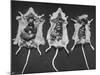Rats That Were Suffering from Radiation Poison from an Experiment are Shown Here During an Autopsy-null-Mounted Photographic Print