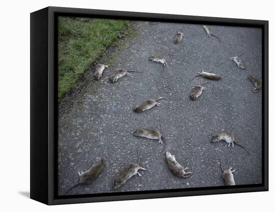 Rats-Robert Brook-Framed Stretched Canvas