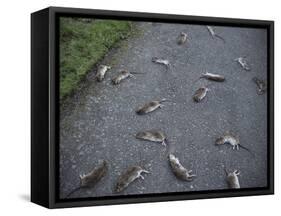 Rats-Robert Brook-Framed Stretched Canvas