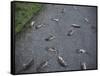 Rats-Robert Brook-Framed Stretched Canvas