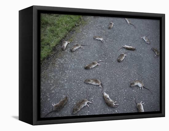 Rats-Robert Brook-Framed Stretched Canvas