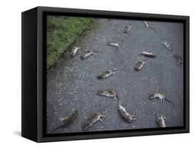 Rats-Robert Brook-Framed Stretched Canvas