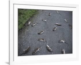 Rats-Robert Brook-Framed Photographic Print