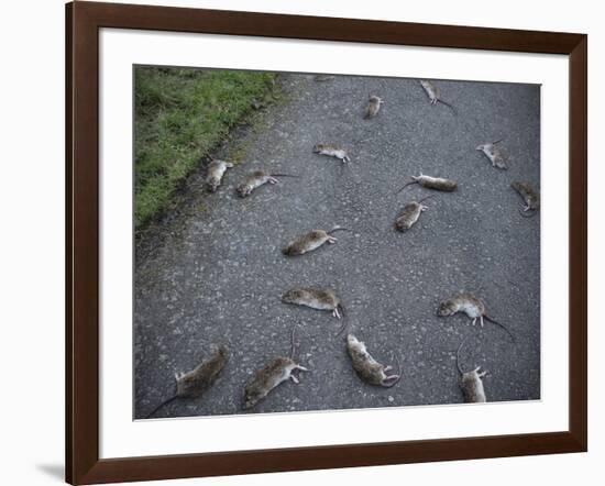 Rats-Robert Brook-Framed Photographic Print