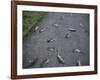 Rats-Robert Brook-Framed Photographic Print