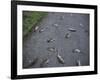 Rats-Robert Brook-Framed Photographic Print