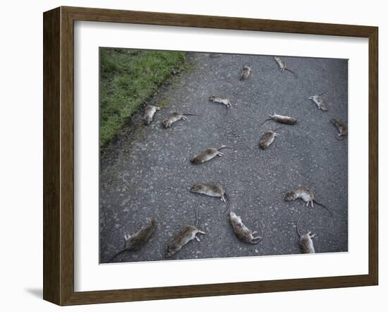 Rats-Robert Brook-Framed Photographic Print