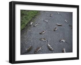 Rats-Robert Brook-Framed Photographic Print