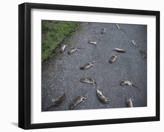 Rats-Robert Brook-Framed Photographic Print