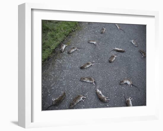 Rats-Robert Brook-Framed Photographic Print