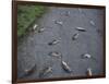 Rats-Robert Brook-Framed Photographic Print