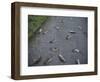 Rats-Robert Brook-Framed Photographic Print