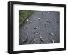 Rats-Robert Brook-Framed Photographic Print