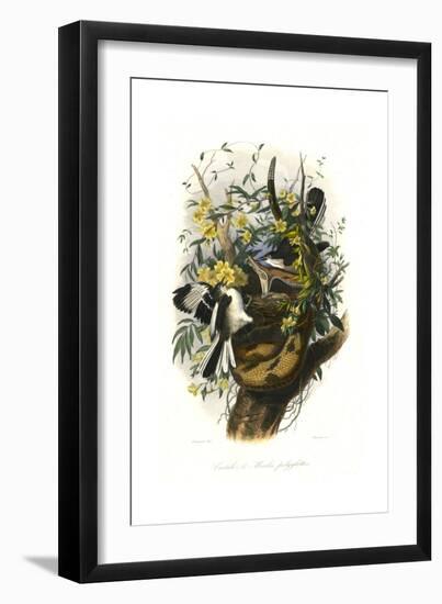 Rattle Snake, Nest Attack-null-Framed Giclee Print