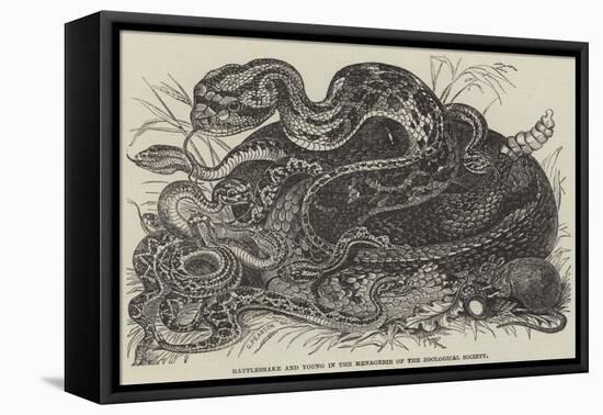 Rattlesnake and Young in the Menagerie of the Zoological Society-null-Framed Stretched Canvas