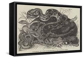 Rattlesnake and Young in the Menagerie of the Zoological Society-null-Framed Stretched Canvas