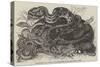 Rattlesnake and Young in the Menagerie of the Zoological Society-null-Stretched Canvas