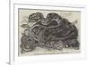 Rattlesnake and Young in the Menagerie of the Zoological Society-null-Framed Giclee Print