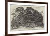 Rattlesnake and Young in the Menagerie of the Zoological Society-null-Framed Giclee Print