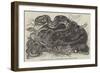 Rattlesnake and Young in the Menagerie of the Zoological Society-null-Framed Giclee Print