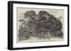 Rattlesnake and Young in the Menagerie of the Zoological Society-null-Framed Giclee Print