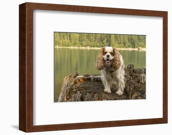 Rattlesnake Lake Recreation Area, North Bend, WA. Cavalier King Charles Spaniel standing on stump.-Janet Horton-Framed Photographic Print