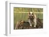 Rattlesnake Lake Recreation Area, North Bend, WA. Cavalier King Charles Spaniel standing on stump.-Janet Horton-Framed Photographic Print