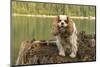 Rattlesnake Lake Recreation Area, North Bend, WA. Cavalier King Charles Spaniel standing on stump.-Janet Horton-Mounted Photographic Print