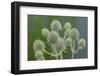 Rattlesnake master, button snake-root-Lisa Engelbrecht-Framed Photographic Print