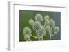 Rattlesnake master, button snake-root-Lisa Engelbrecht-Framed Photographic Print