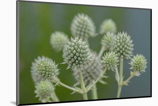 Rattlesnake master, button snake-root-Lisa Engelbrecht-Mounted Photographic Print