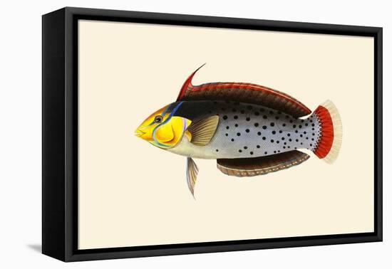 Rattoo-Girawah-John Whitchurch Bennett-Framed Stretched Canvas