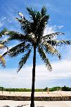 Palm Tress and Blue Sky-Raul Rosa-Framed Photographic Print