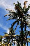 Palm Tress and Blue Sky-Raul Rosa-Photographic Print