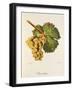 Rauschling Grape-J. Troncy-Framed Giclee Print