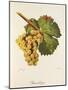 Rauschling Grape-J. Troncy-Mounted Giclee Print