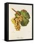 Rauschling Grape-J. Troncy-Framed Stretched Canvas
