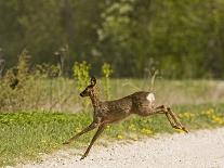 Roe Deer (Capreolus Capreolus) Leaping, Matsalu National Park, Estonia, May 2009-Rautiainen-Photographic Print