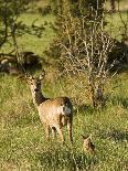 Roe Deer (Capreolus Capreolus) with Fawn, Matsalu National Park, Estonia, May 2009-Rautiainen-Photographic Print