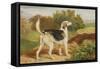 Ravager, One of the Lambton Hounds-James Ward-Framed Stretched Canvas