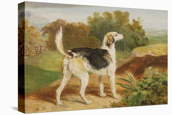 Ravager, One of the Lambton Hounds-James Ward-Stretched Canvas